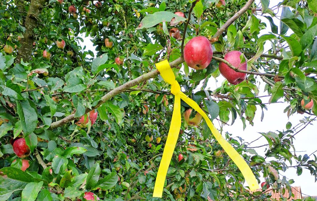 Apfelbaum mit gelben Band markiert