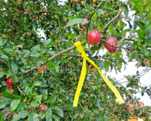 Apfelbaum mit gelben Band markiert