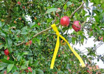 Apfelbaum mit gelben Band markiert